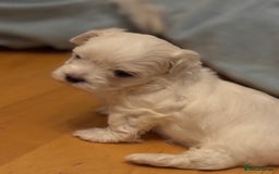 Maltese dogs for sale: ✨Adorable Maltese Puppies – Ready Soon! ✨ - Image 4