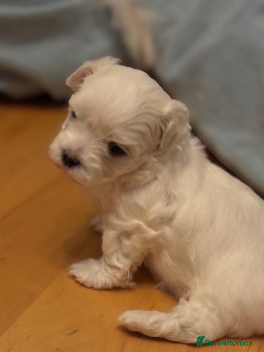 Maltese dogs for sale: ✨Adorable Maltese Puppies – Ready Soon! ✨ - Image 4
