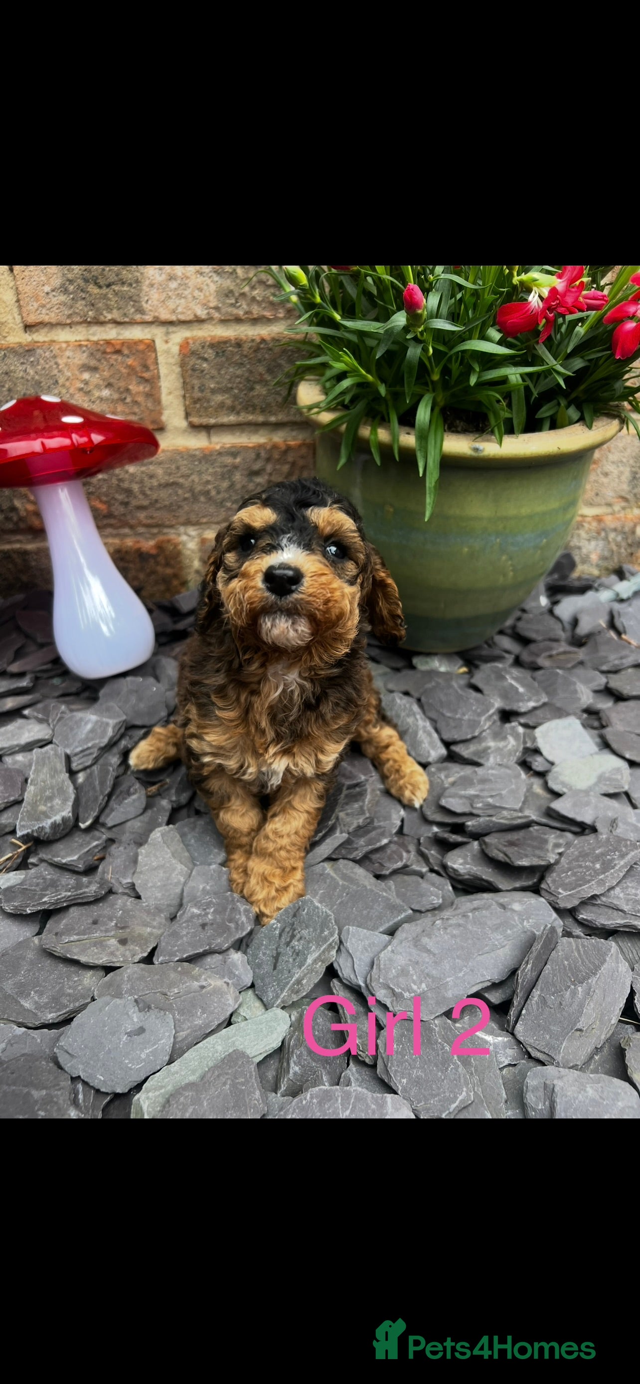 Cockapoo dogs F1b cockapoo for sale - Advert 1