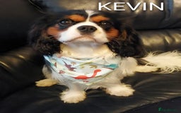 Cavalier King Charles Spaniel dogs for stud: CKCS STUD DOG/ DNA / CHAMPION LINES  - Image 2