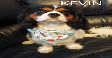 Cavalier King Charles Spaniel dogs - Advert 4