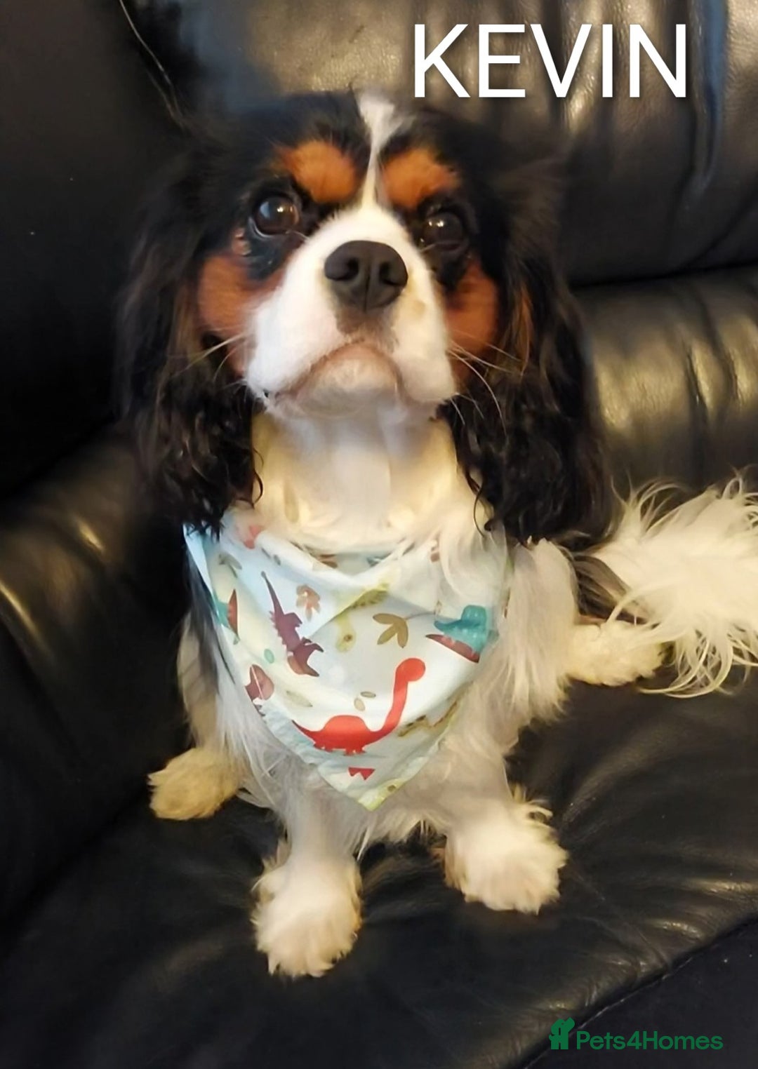Cavalier King Charles Spaniel dogs for stud: CKCS STUD DOG/ DNA / CHAMPION LINES  - Image 2