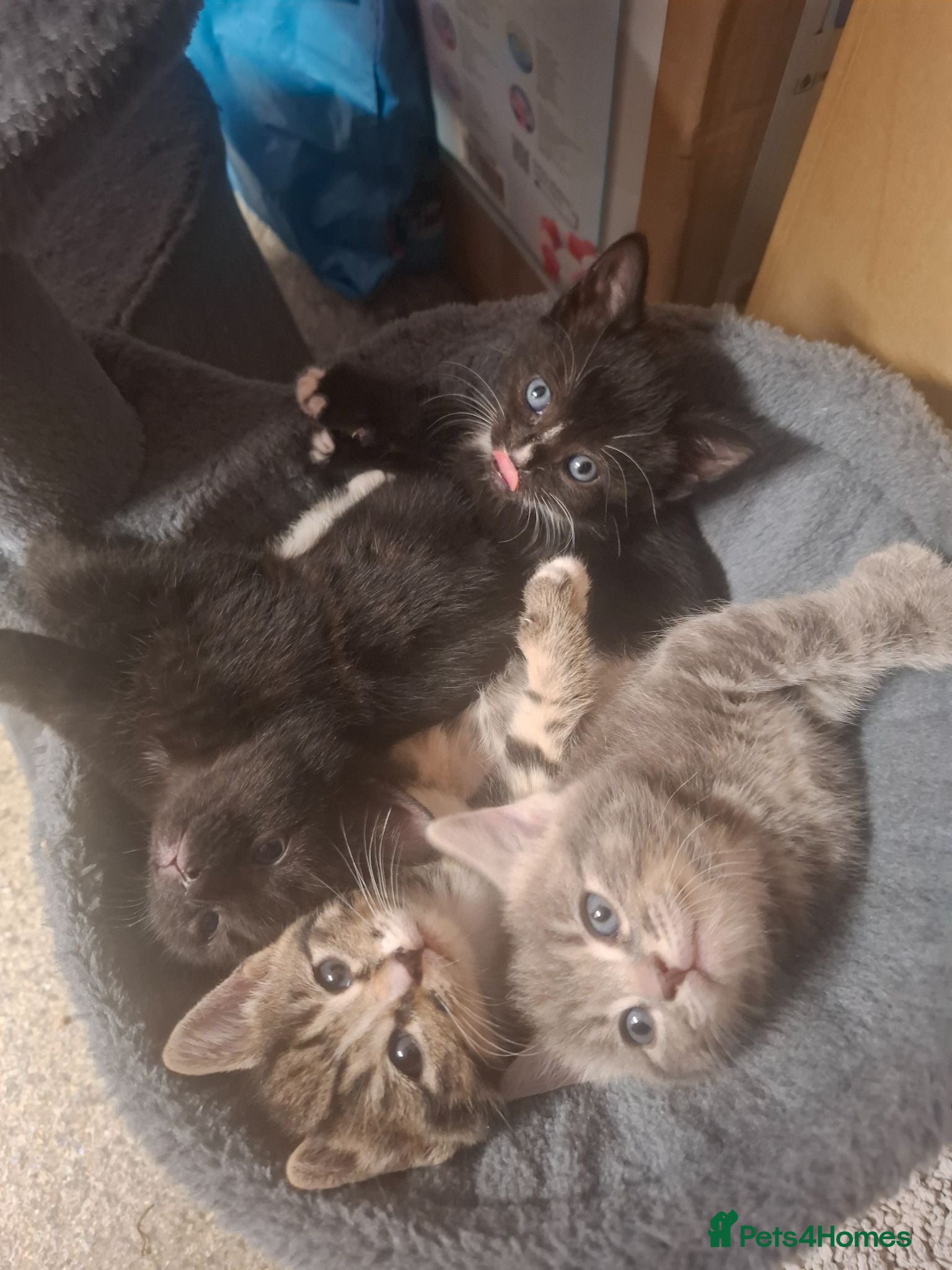 Domestic Shorthair cats Kittens  - Advert 1