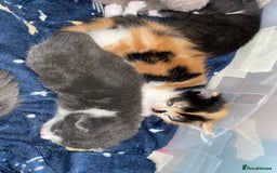 Domestic Shorthair cats for sale: 5 Adorable Kittens Seeking New Homes - Image 6