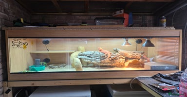Bearded Dragon reptiles - Advert 7