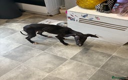 Mixed Breed dogs for sale: Saluki x lurcher/whippet puppies - Image 17