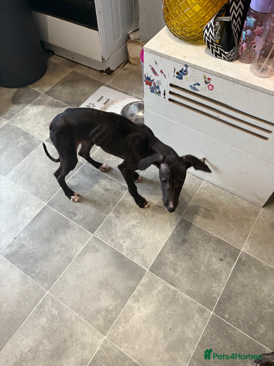 Mixed Breed dogs for sale: Saluki x lurcher/whippet puppies - Image 17