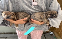 Mixed Breed dogs for sale: Gorgeous Presa X Doberman only 7/10 remaining!! - Image 10