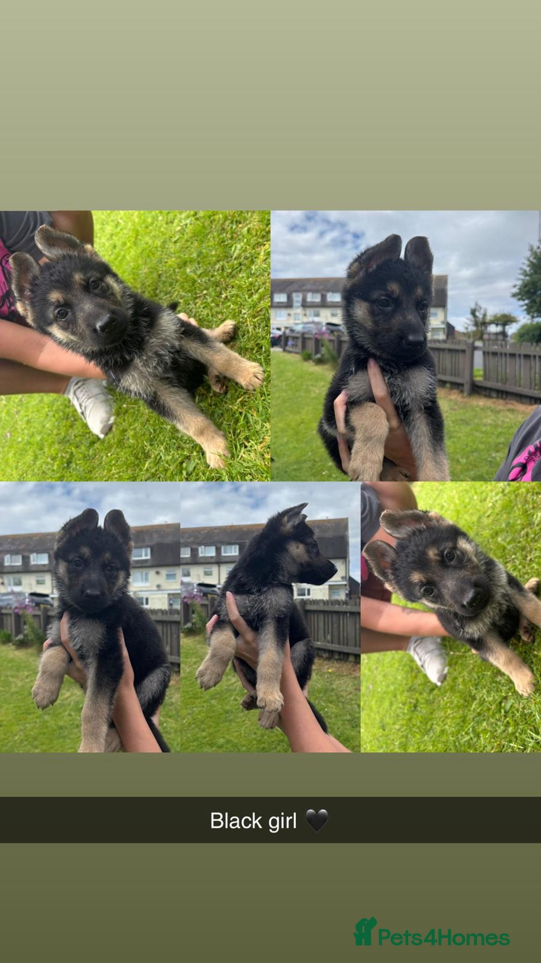 German Shepherd dogs for sale: German shepherd puppies  - Image 6