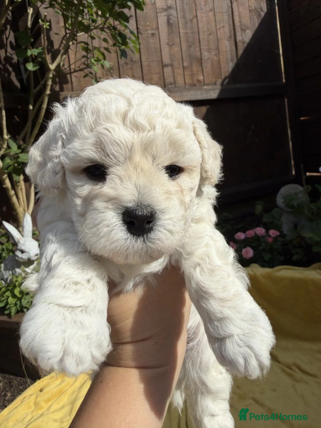 Bichon Frise dogs for sale: ⭐️Gorgeous Bichon Frise Puppies Available ⭐️ in Glasgow - Advert 1