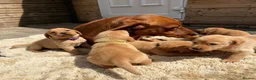 Labrador Retriever dogs for sale: 5 kc Labrador pups ready now  - Advert 8