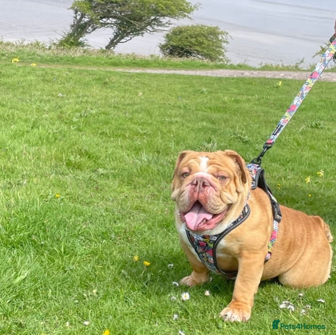English Bulldog dogs for stud: REGGIE in Bilston - Image 2