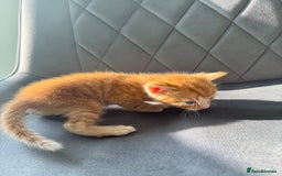 Mixed Breed cats for sale: Beautiful Mixed Kittens (Ginger/Tortie/Black) - Image 13