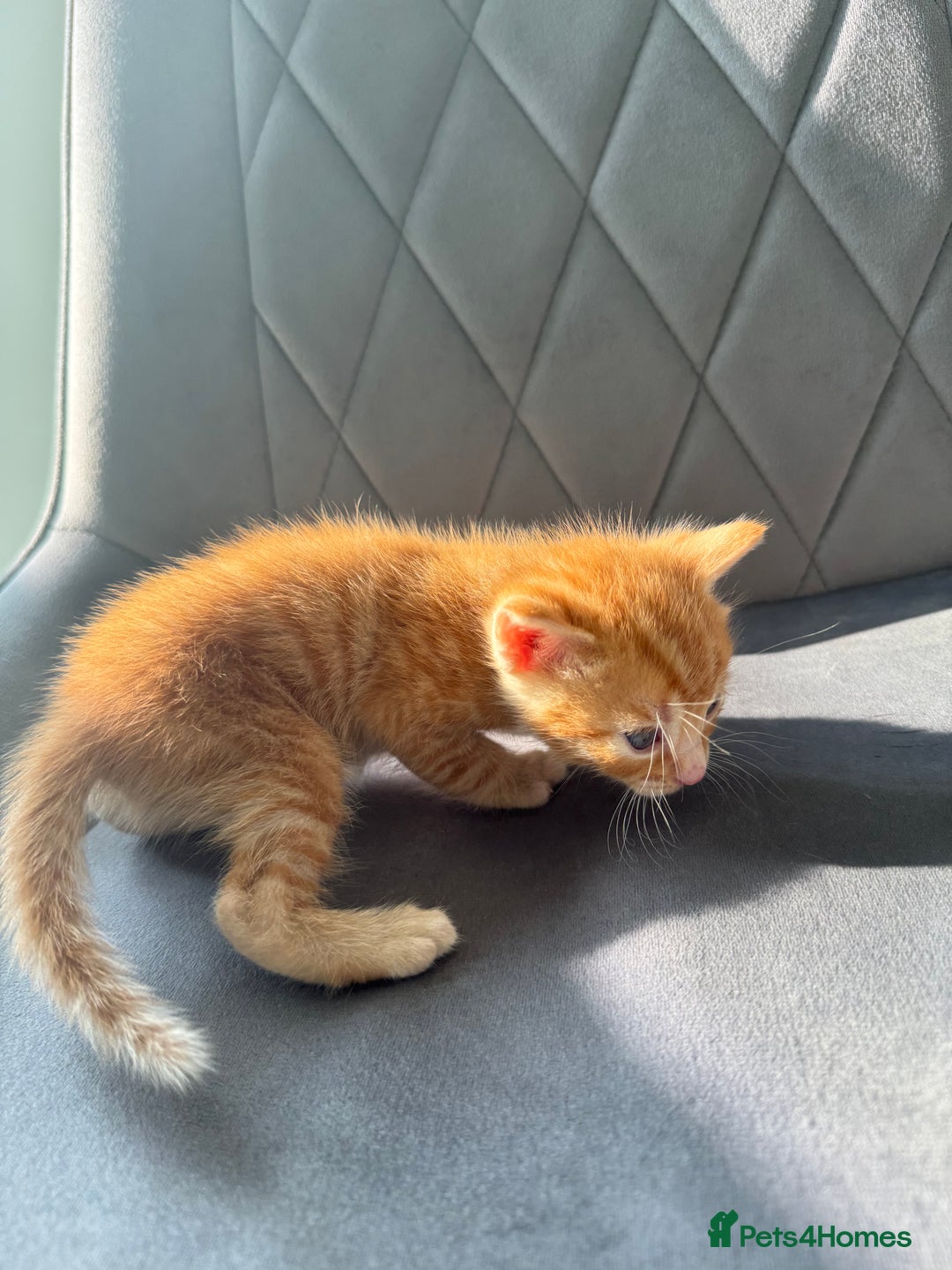 Mixed Breed cats for sale: Beautiful Mixed Kittens (Ginger/Tortie/Black) - Image 13
