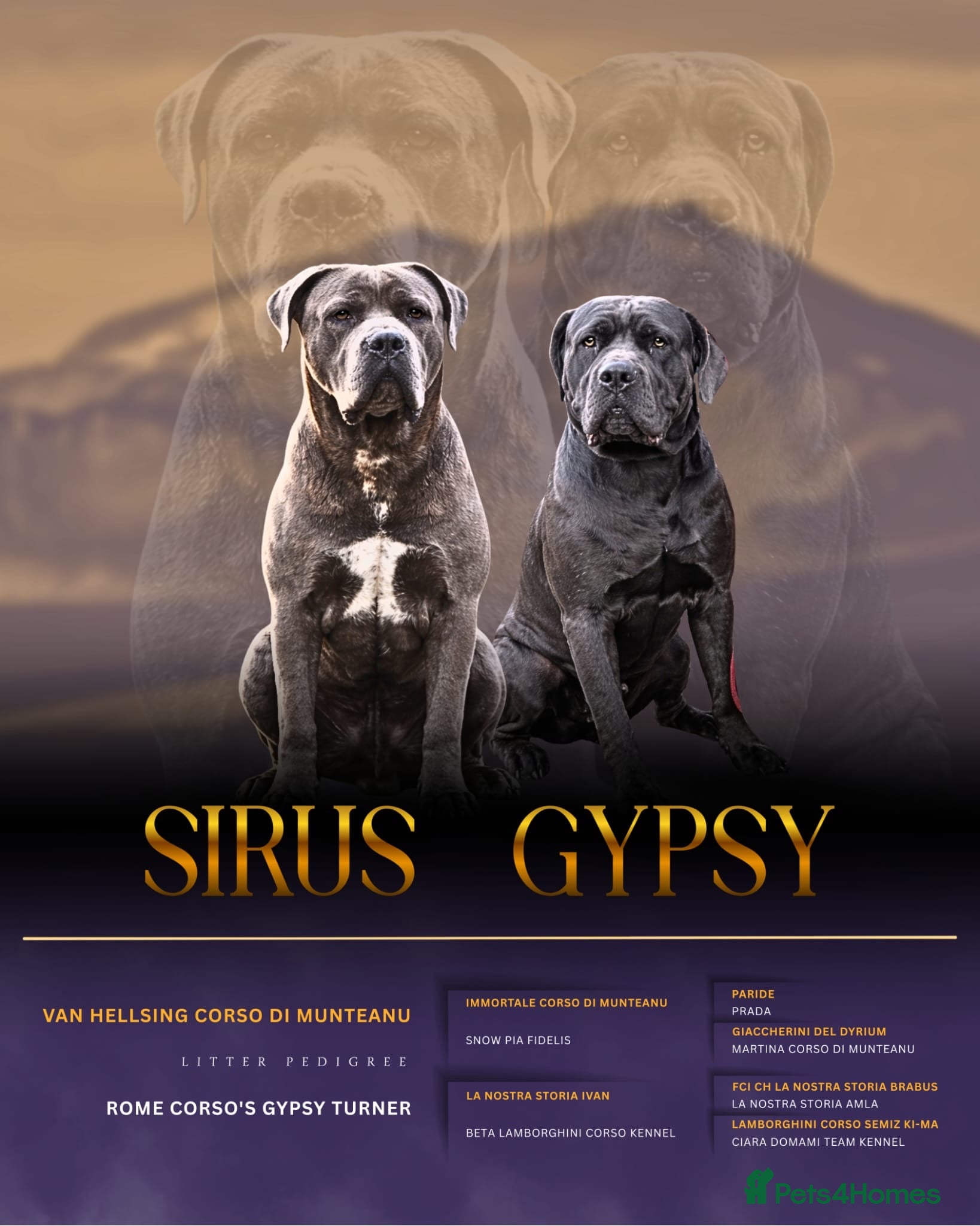 Cane Corso dogs Cane corso puppies  - Advert 1