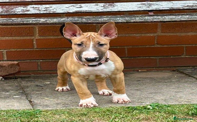 Bull Terrier dogs - Advert 1