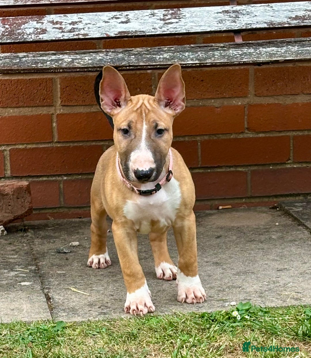 Freepik Bull Terrier Intelligence American Pit Bull Terrier