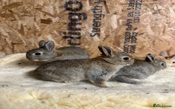 Netherland Dwarf rabbits for sale: Netherlands, Rex’s, californians ready to go - Image 10