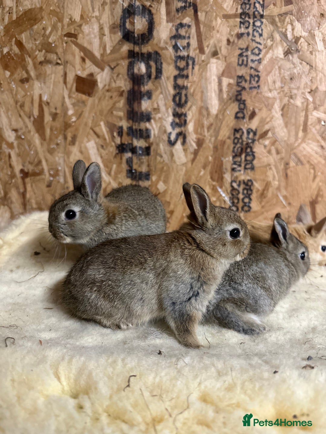 Netherland Dwarf rabbits for sale: Netherlands, Rex’s, californians ready to go - Image 10