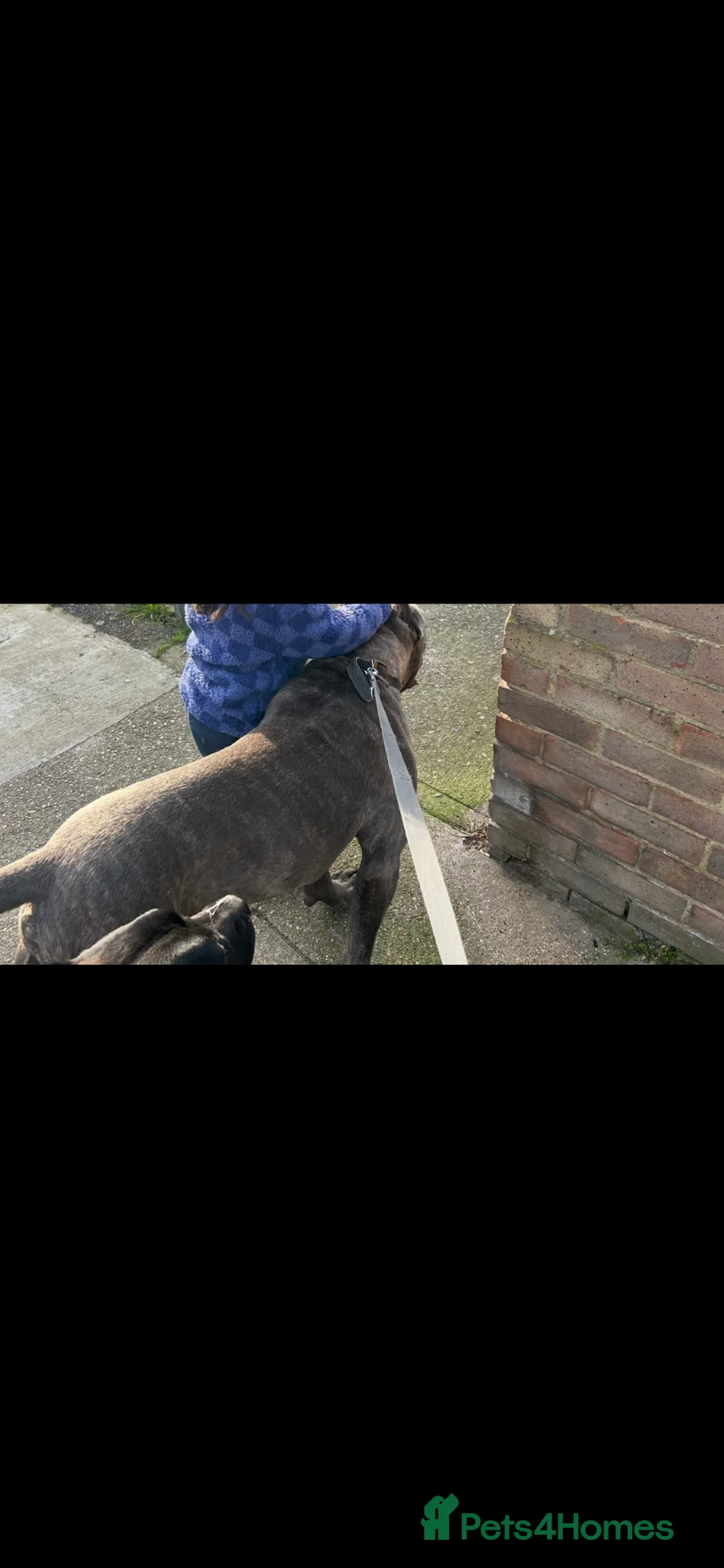 Cane Corso dogs for sale: Cane corso puppies  - Advert 7