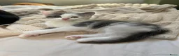 Ragdoll cats for sale: Beautiful Grey & White Ragdoll Kitten - Advert 15