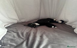 British Longhair cats for sale: 1 Male 1 Female - Advert 2