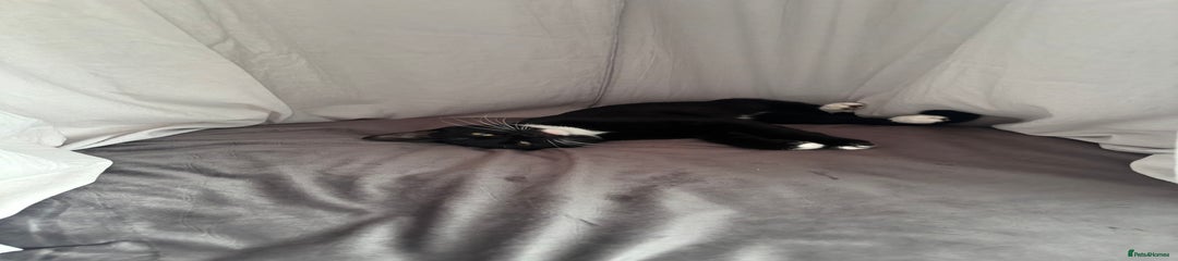 British Longhair Kitten 2