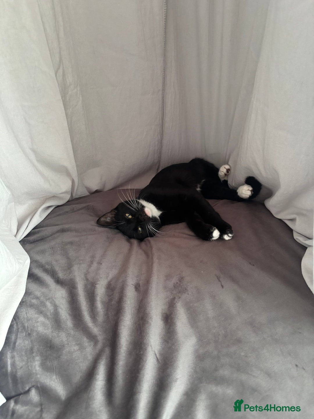 British Longhair cats for sale: 1 Male 1 Female - Advert 2