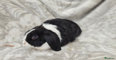 Mini Lop rabbits - Advert 4