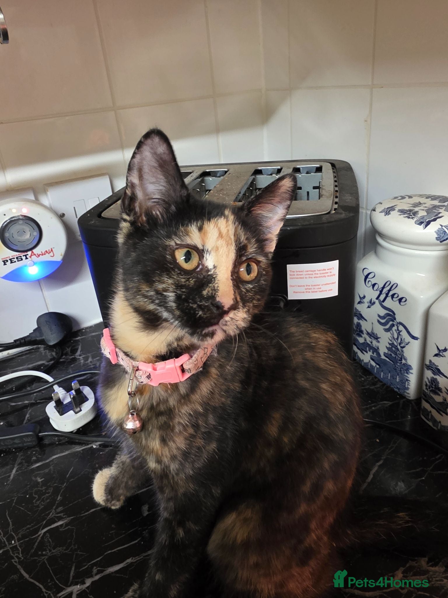 Mixed Breed cats Tortoiseshell Female Kitten For Rehome  - Advert 2
