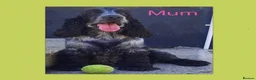 Cockapoo dogs for sale: Show Cockapoo Puppies - Advert 2