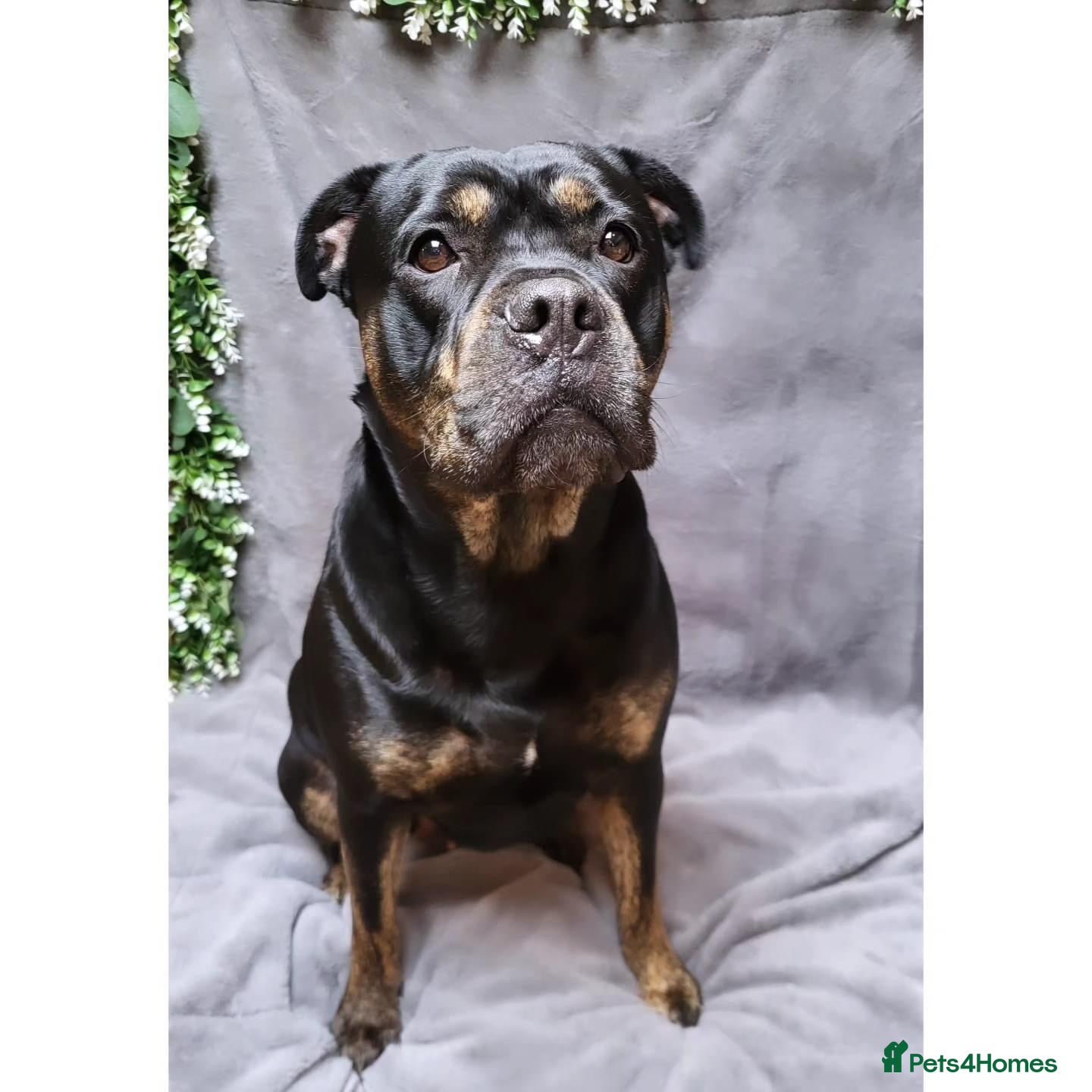 Mixed Breed dogs Nala looking for her forever home. - Advert 1
