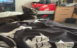 Mixed Breed cats for sale: Beautiful Persian x Russian blue kitten - Image 2