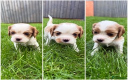 Cavalier King Charles Spaniel dogs for sale: DNA tested parents Cavalier King Charles Spaniel - Image 2