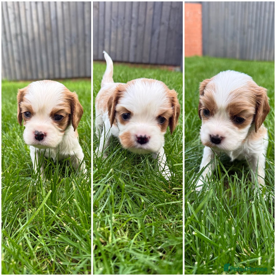 Cavalier King Charles Spaniel dogs for sale: DNA tested parents Cavalier King Charles Spaniel - Image 2