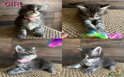 Maine Coon cats for sale: First Litter 6 Pure Maine Coon Kittens - Image 4