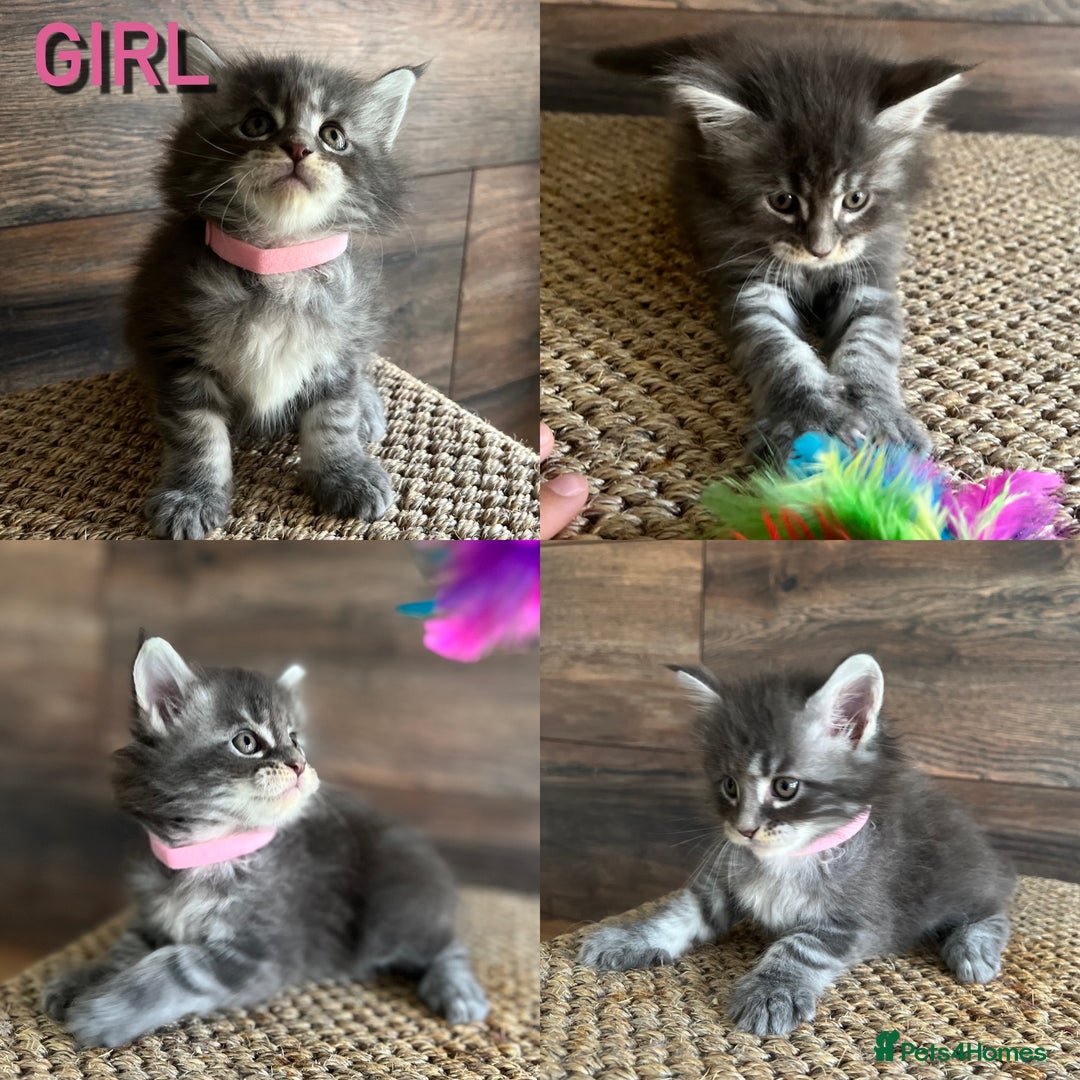 Maine Coon cats for sale: First Litter 6 Pure Maine Coon Kittens - Image 4