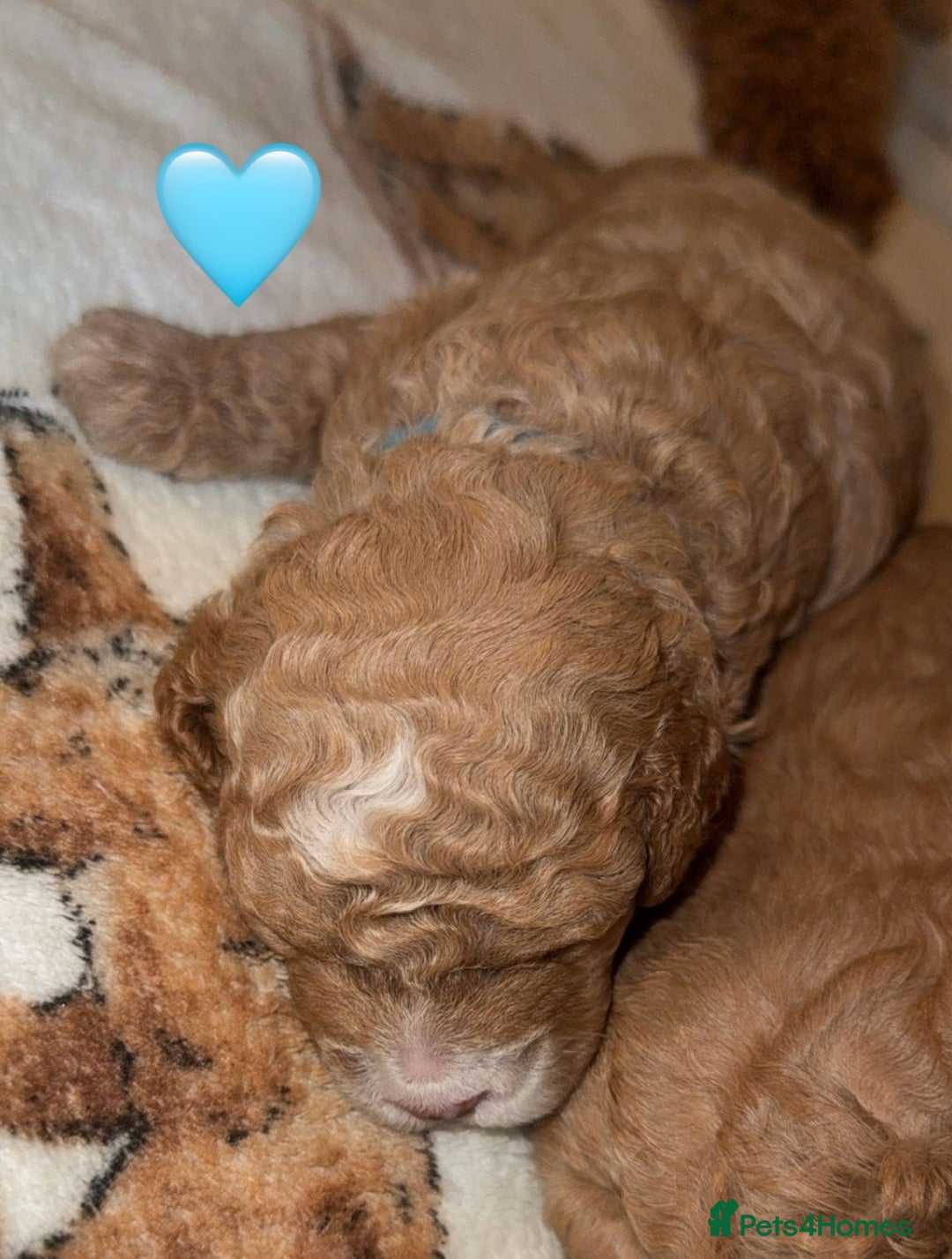 Cavapoo dogs for sale: Cavapoo puppies F1BB - Image 5