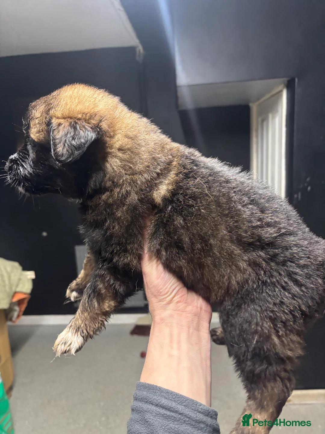 Belgian Shepherd Dog dogs for sale: Belgian shepherd pups - Advert 14