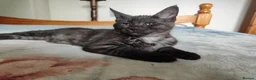 Maine Coon cats for sale: Beautiful Maincoon cross kittens  - Advert 20