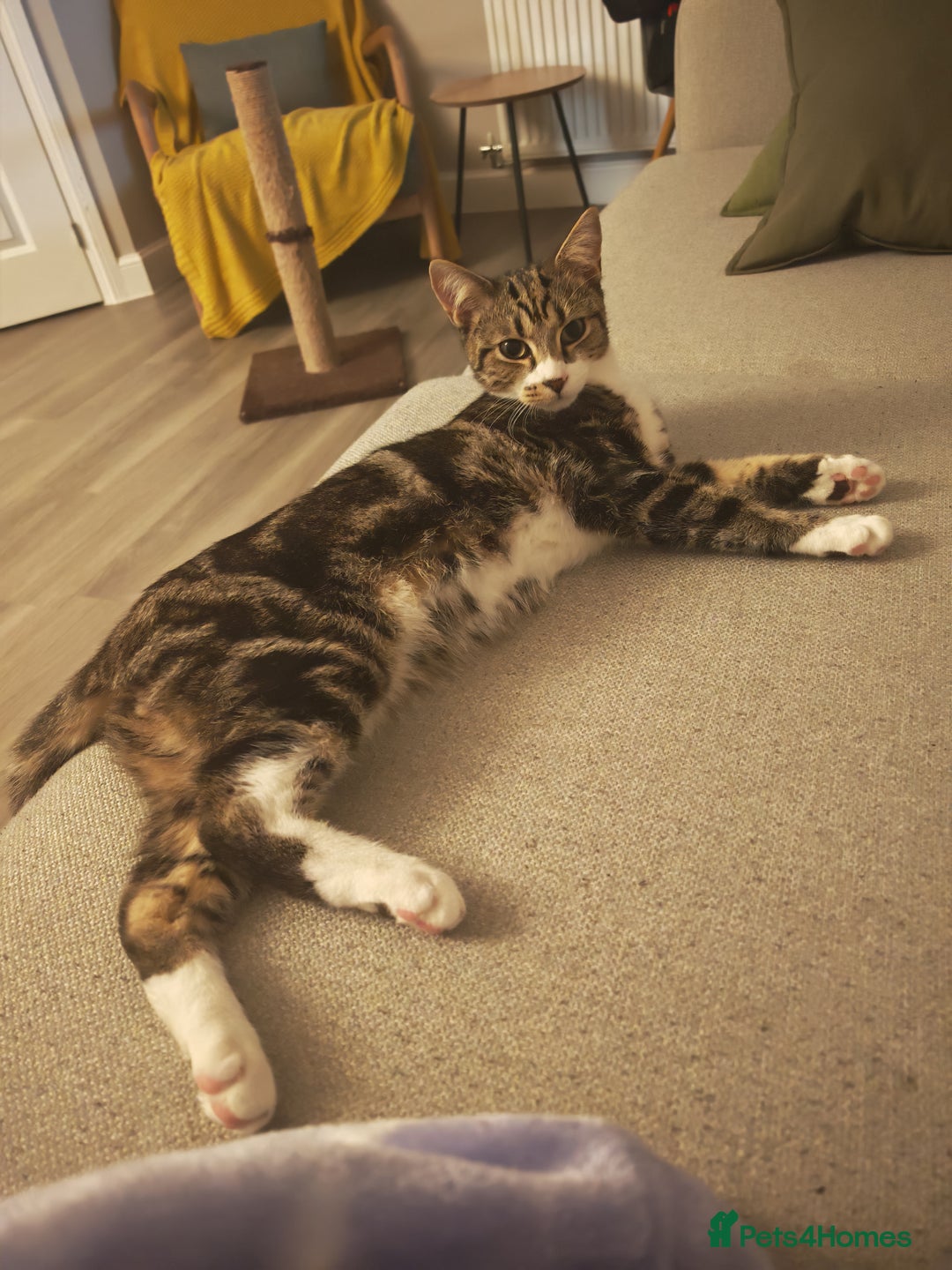 Mixed Breed cats for sale: Bonded pair of 1 year old kittens - Advert 9