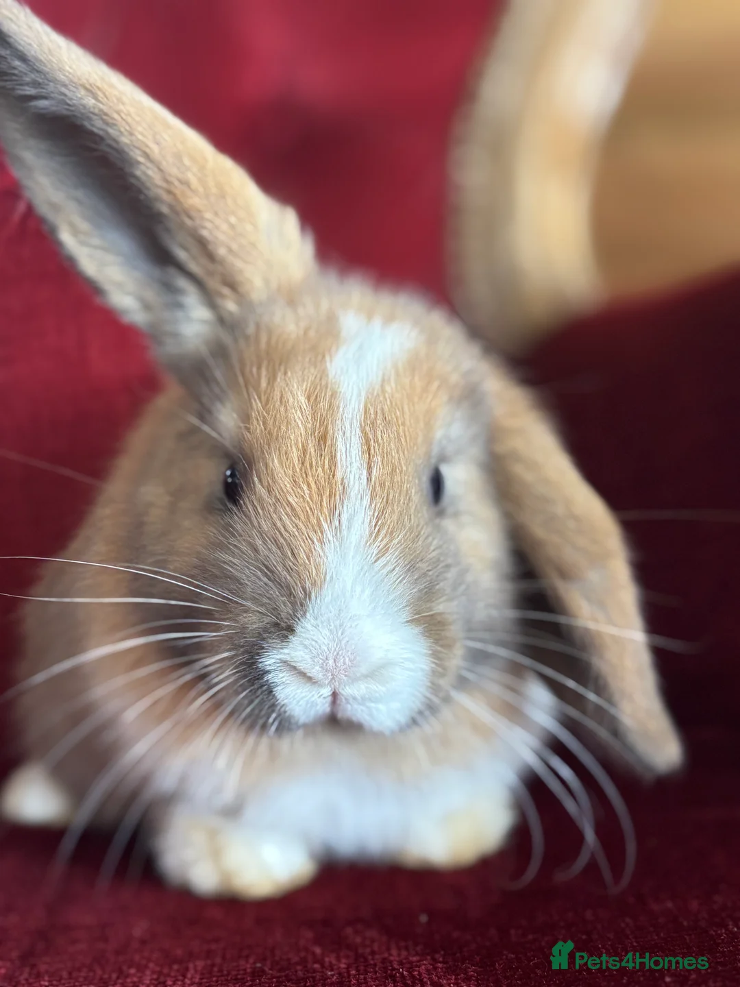 Gallery Image {{count}}