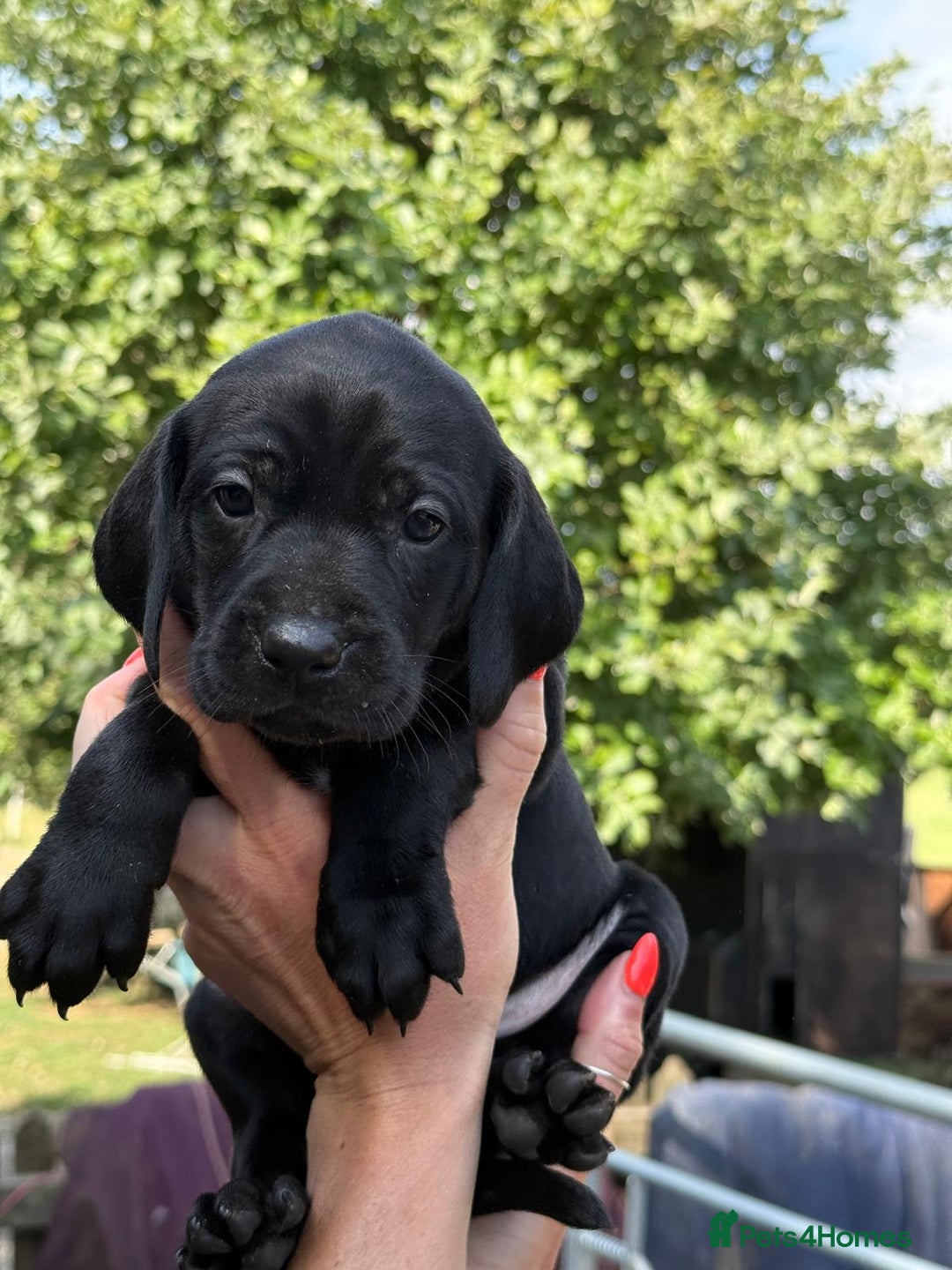 Mixed Breed dogs for sale: Exceptional Weimador pups  - Image 20