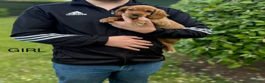 Cocker Spaniel Puppy 4