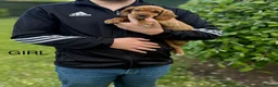 Cocker Spaniel dogs for sale: Beautiful cocker spaniel puppies in Street - Advert 3
