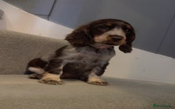 Cocker Spaniel dogs for sale: Cocker spaniel puppies  - Image 10
