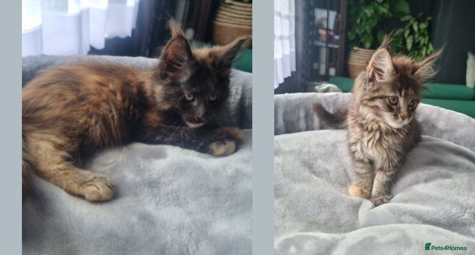 Maine Coon cats TICA REG. MAINE COON KITTENS  - Advert 1