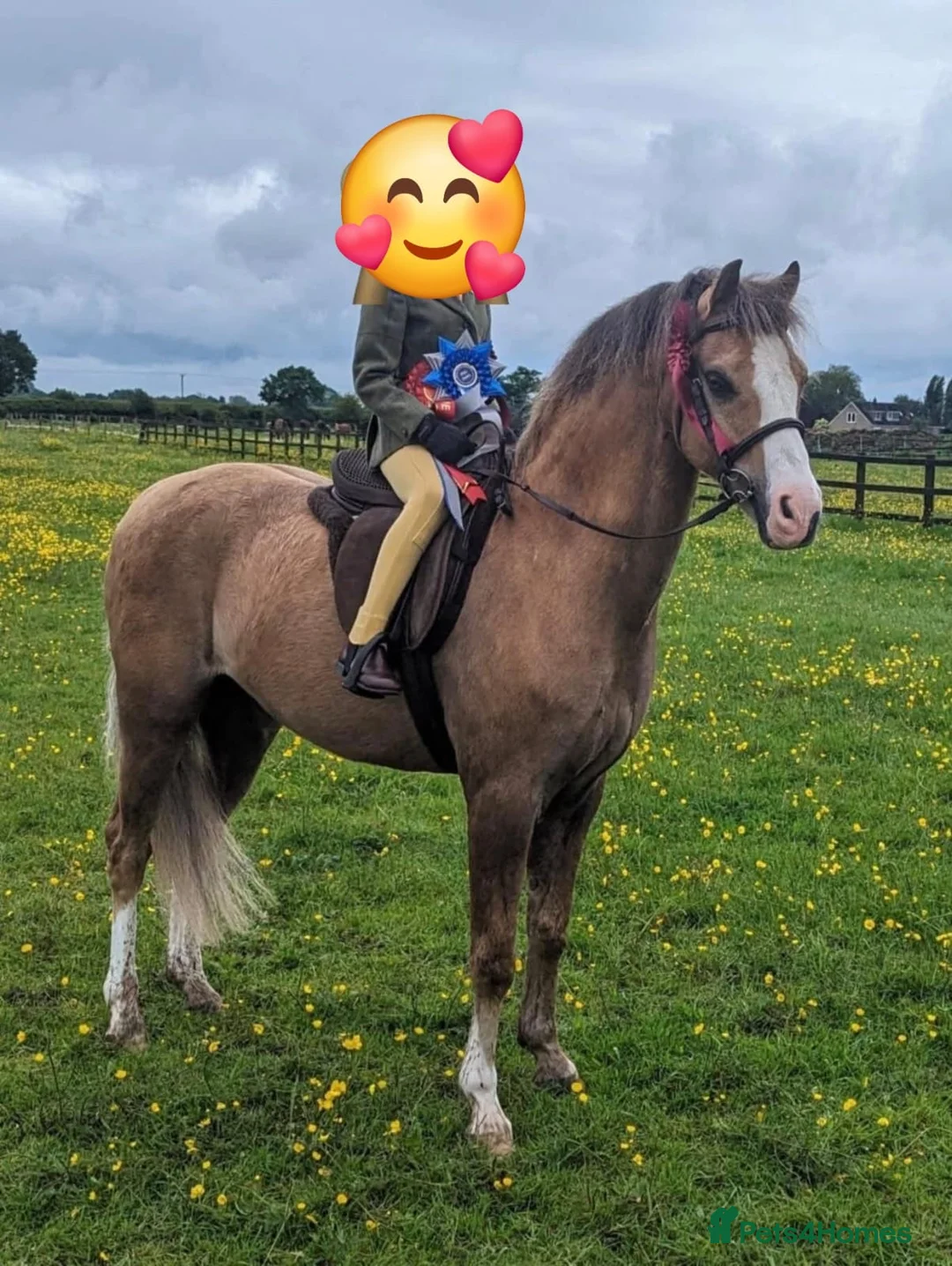 Welsh Section B horses for sale: Birkenbrook celebration - Charlie in Chesterfield - Advert 2