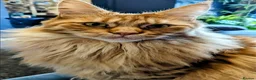 Maine Coon cats for sale: Rare Red maincoon two year old female in Manchester - Advert 4