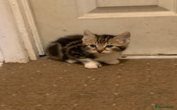 British Shorthair cats for sale: 2 boy kittens ready for there new home - Image 8